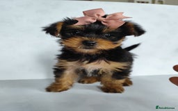 Yorkshire Terrier dogs for sale: Beautiful Mini Yorkshire Terrier puppies - Image 16