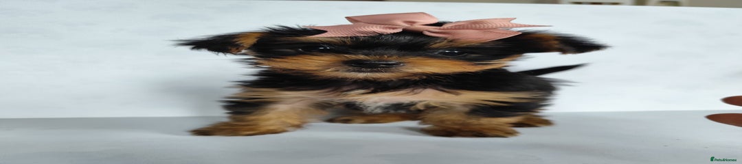 Yorkshire Terrier Puppy 3