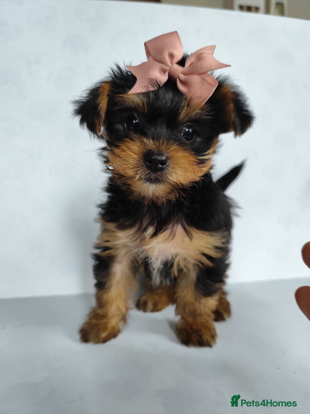 Yorkshire Terrier dogs for sale: Beautiful Mini Yorkshire Terrier puppies - Image 16