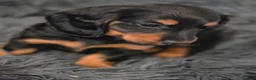 Miniature Dachshund dogs for sale: Viewings available this weekend, Longhaired  - Advert 17
