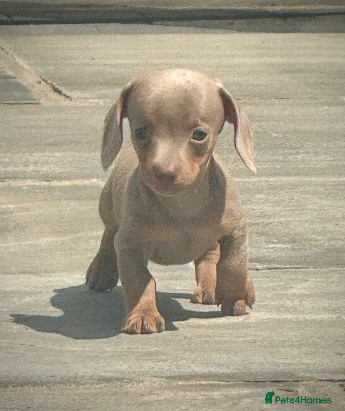 Miniature Dachshund dogs Outstanding Litter of Miniature dachshund puppies  - Advert 2