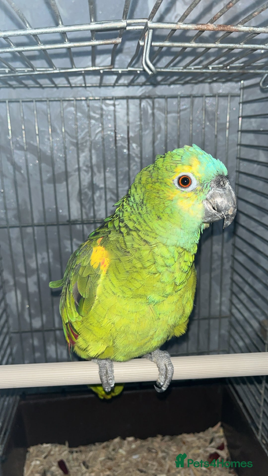 Parrots birds for sale: TAME AND TALKING FEMALE BLUE FRONT AMAZON WITH DNA - Advert 3
