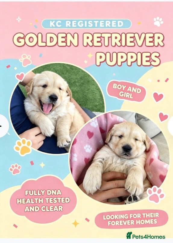 Golden Retriever dogs KC Registered dna clear chunky golden retriever  - Advert 16
