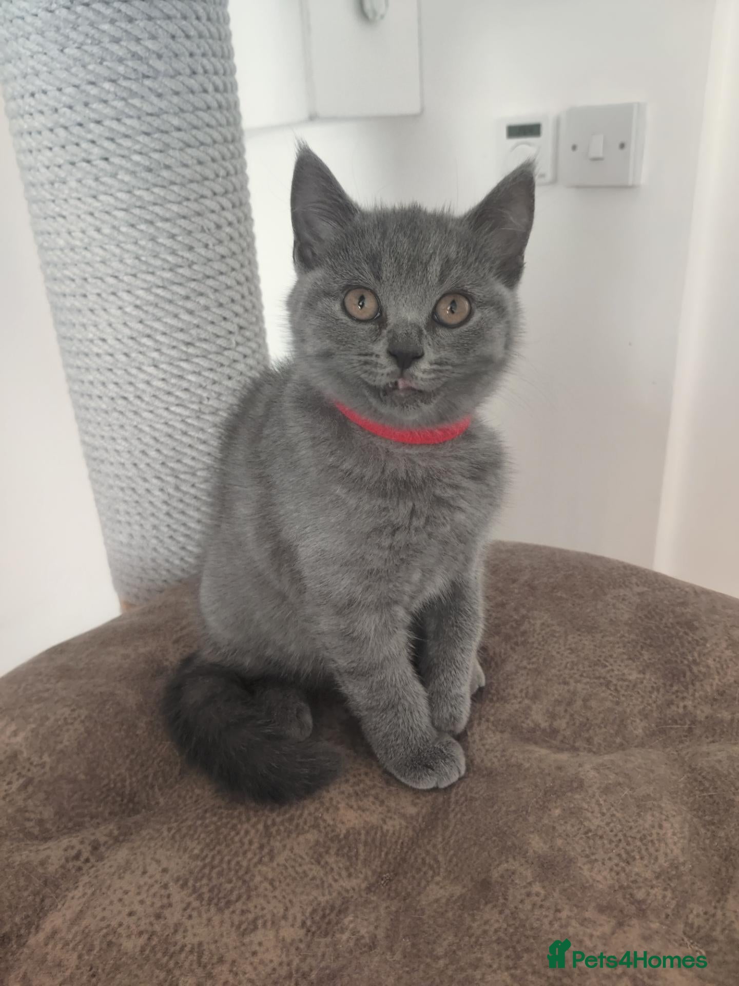 Scottish Fold cats for sale: Scottish fold blue  - Advert 18
