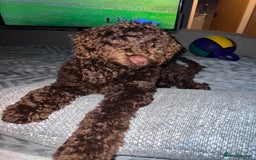 Labradoodle dogs for sale:  Mini toy labradoodle needing a new home  - Image 26