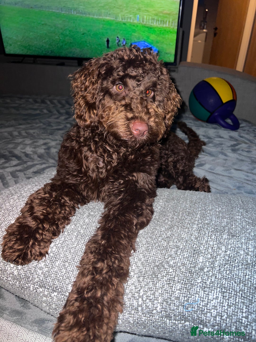 Labradoodle dogs for sale:  Mini toy labradoodle needing a new home  - Image 26