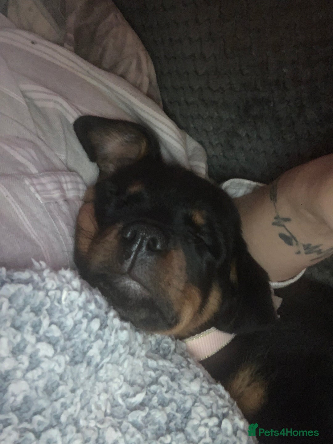 Rottweiler dogs for sale: Amber in the mist  - Advert 6