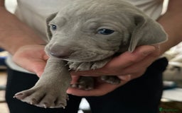 Weimaraner dogs for sale: (3 remaining!) 8 Stunning KC 🩷&💙 Weimaraner pups in Thetford - Image 14