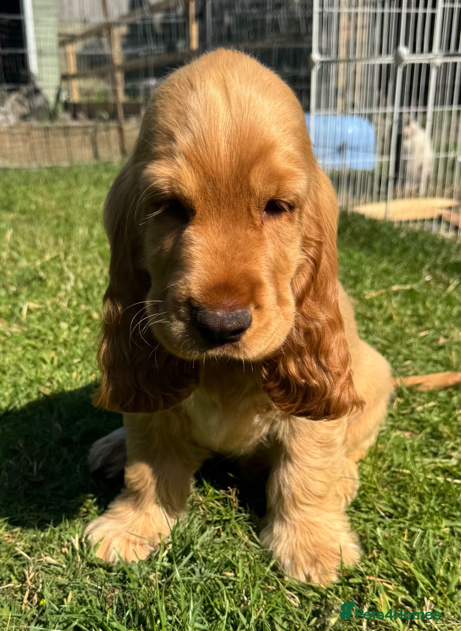 Cocker Spaniel dogs Quality Simbawood Lines TRUE Show Type Cocker  - Advert 14