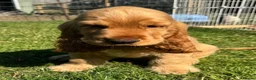 Cocker Spaniel dogs for sale: Gold Boy- Quality Simbawood Lines TRUE SHOW Cocker - Advert 2