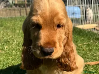 Cocker Spaniel dogs Quality Simbawood Lines TRUE Show Type Cocker - Advert 14