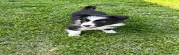 Border Collie dogs for sale: ISDS registered border collie puppies  - Advert 17