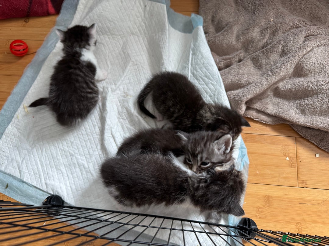 Domestic Shorthair cats for sale: 5 short/fluffy domestic kittens  - Image 4