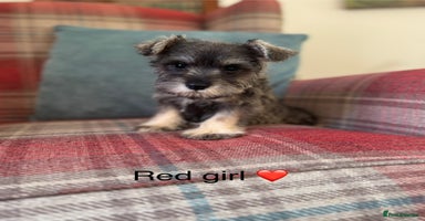 Miniature Schnauzer dogs KC registered, health tested puppies ready now - Advert 8