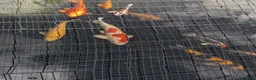 Koi Carp fish for sale: Koi carp and albino sturgeon for sale  - Advert 6