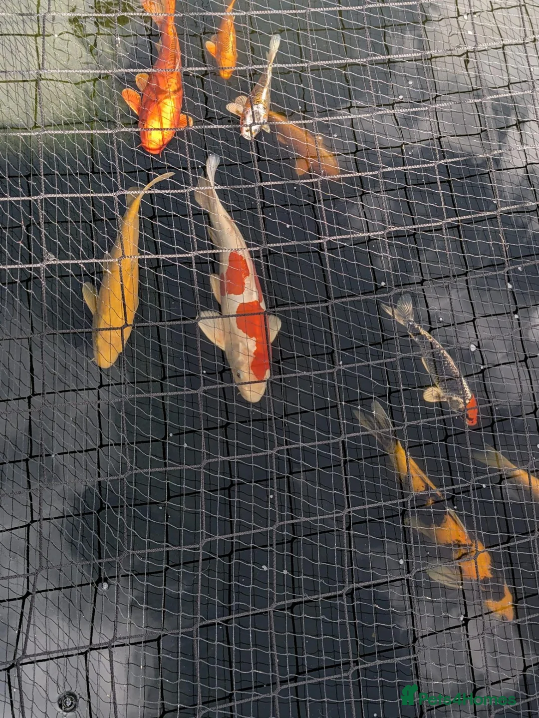 Koi Carp fish for sale: Koi carp and albino sturgeon for sale  - Advert 6