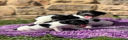 English Springer Spaniel dogs for sale: B/W PLAYFUL LITTER SPRINGER SPANIELS,HEALTH TESTED - Advert 3