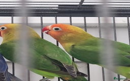 Lovebirds birds for sale: Blackmasked and Lilianae baby lovebird for sale.  - Image 5