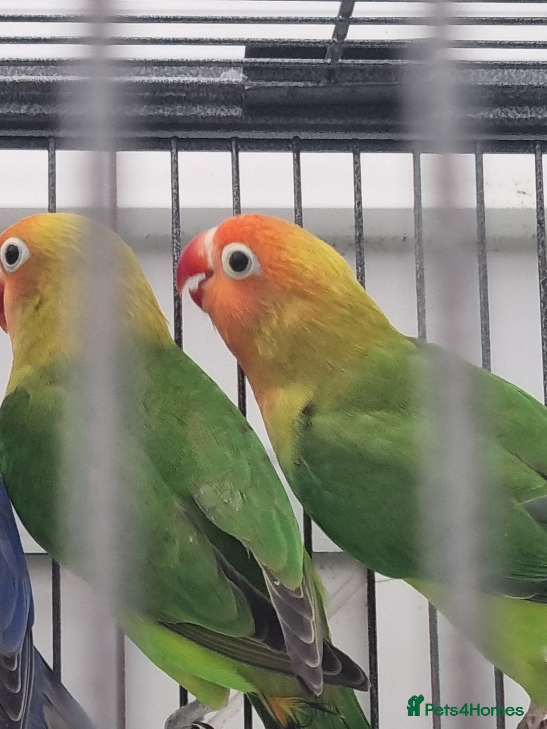 Lovebirds birds for sale: Blackmasked and Lilianae baby lovebird for sale.  - Image 5