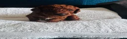 Cockapoo dogs for sale: Beautiful Red Medium Cockapoo Puppies - Advert 5
