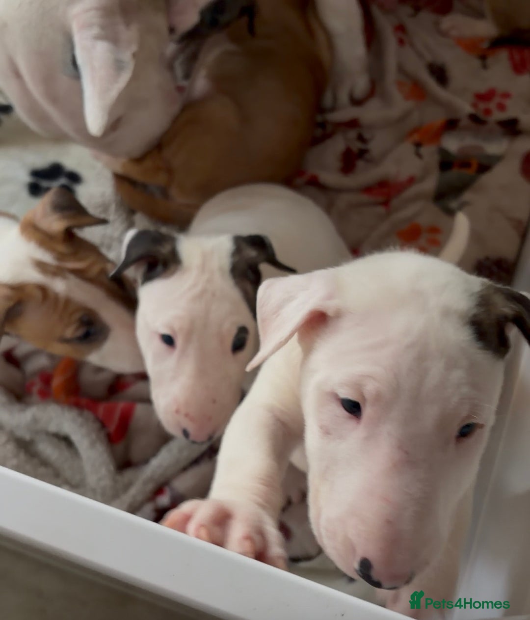 English Bull Terrier dogs for sale: Top Quality KC English bull terriers! - Advert 7