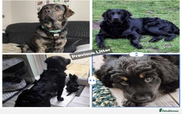 Goldador dogs for sale: Upcoming litter of beautiful F1B Goldadors - Image 8