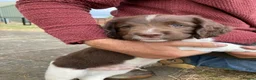 English Springer Spaniel dogs for sale: KC Reg Liver and White English Springer Spaniels - Advert 3