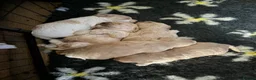 Cockapoo dogs for sale: Litter of 5 beautiful F1 cockapoos  - Advert 29