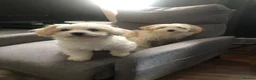 Mixed Breed dogs for sale: Mixed breed puppies for sale (9 months old) - Advert 9