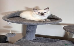 Ragdoll cats for sale: All Rehomed Thankyou  - Image 9