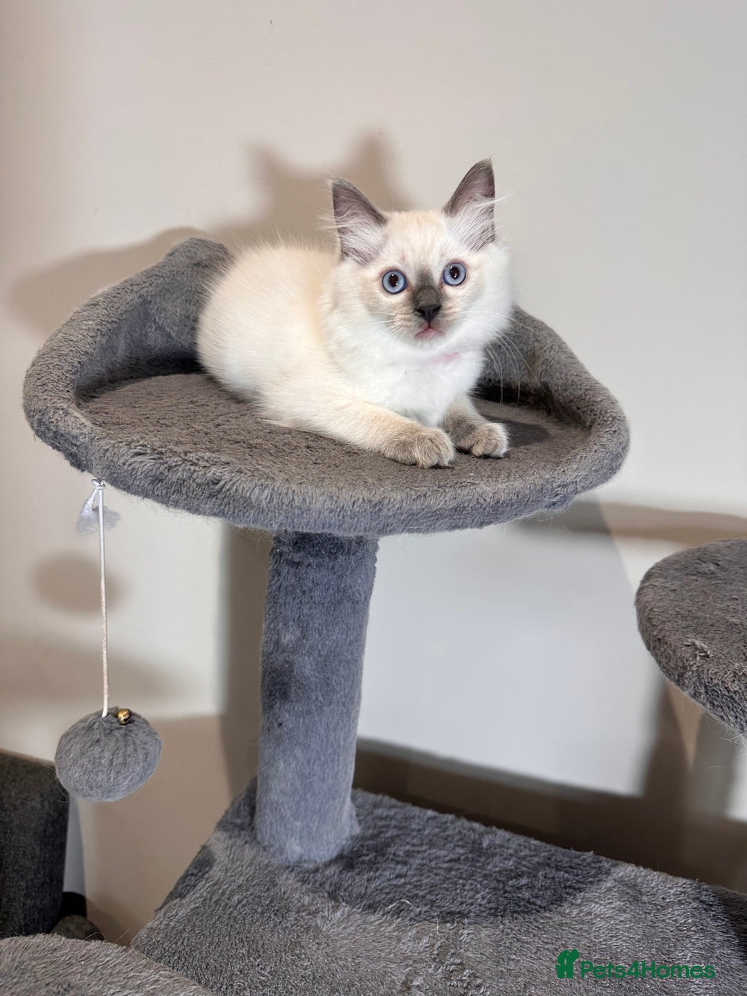 Ragdoll cats for sale: All Rehomed Thankyou  - Image 9