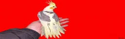 Cockatiels birds for sale: super silly hand tamed baby cockatiels  - Advert 7