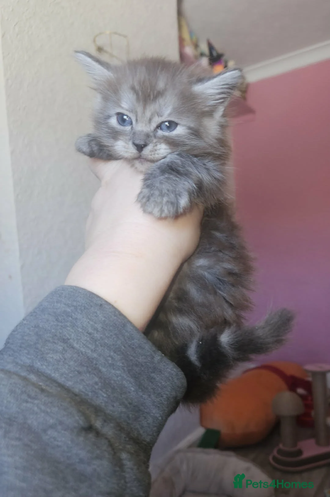 Ragcoon cats for sale: Fabulous mainecoon cross ragdoll - Advert 2