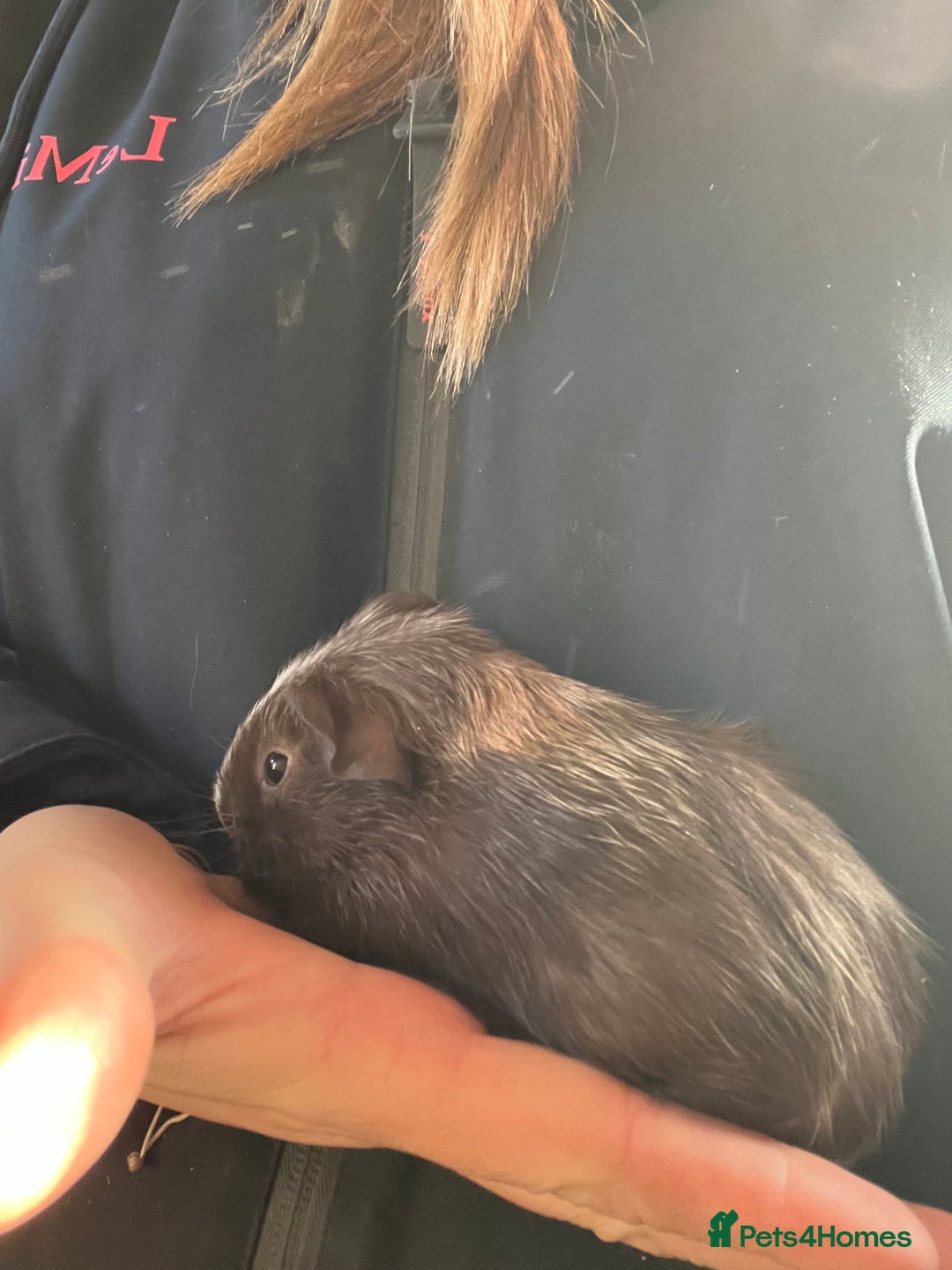 Guinea Pig rodents for sale: Three lovely boys looking for their forever home!  - Advert 4