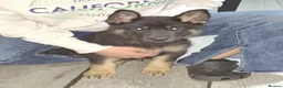 German Shepherd dogs for sale: Gorgeous German Shepherd Puppy in Bradford - Advert 8