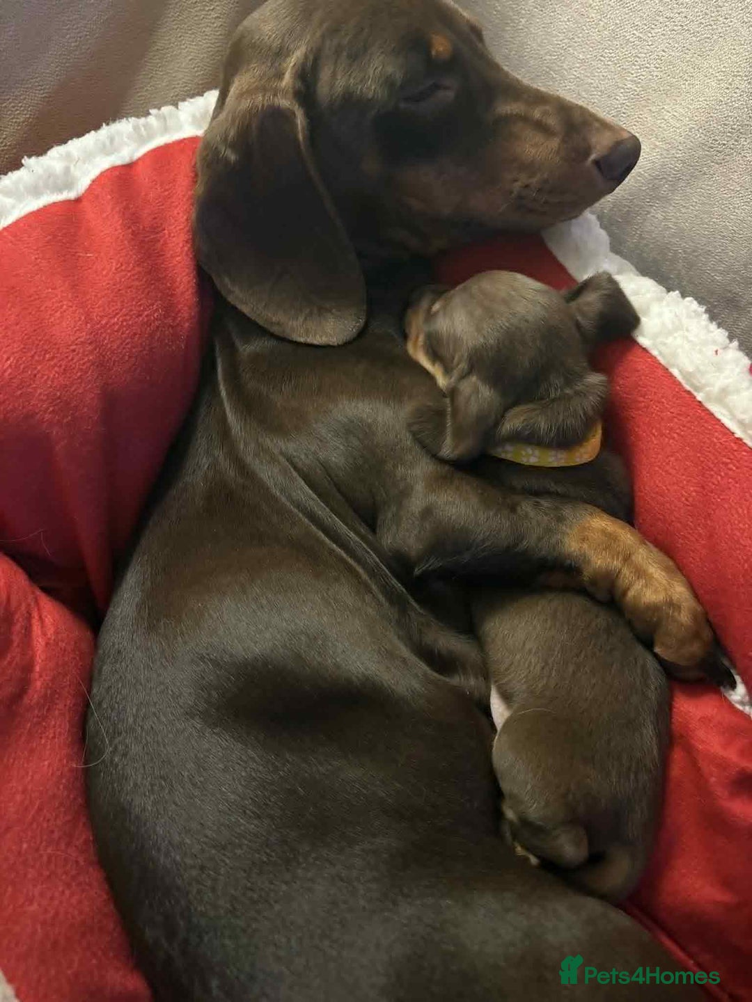 Miniature Dachshund dogs for sale: Miniature Dachshund Puppies- Family Raised - Advert 1