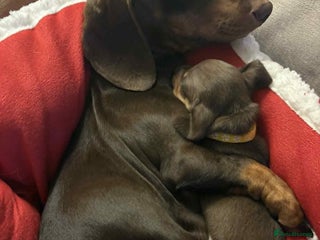 Miniature Dachshund dogs Miniature Dachshund Puppies- Family Raised - Advert 1