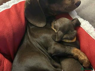 Miniature Dachshund dogs Miniature Dachshund Puppies- Family Raised - Advert 13