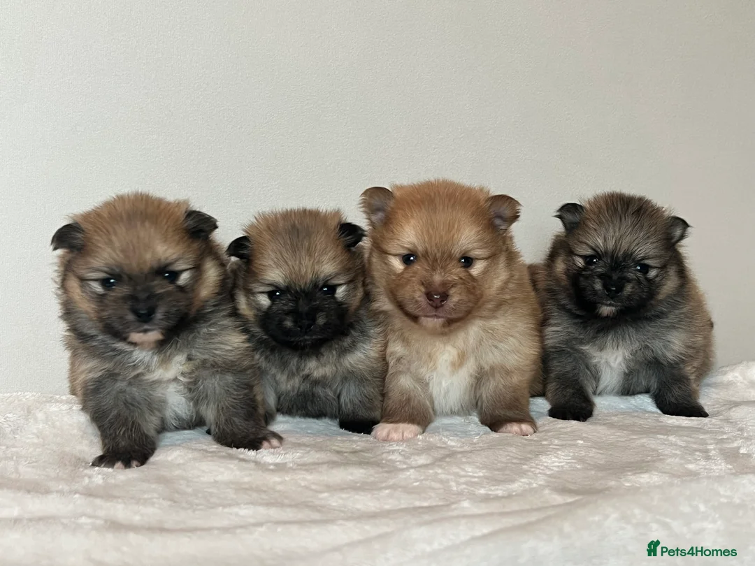 Pomeranian dogs for stud: Blue and tan Stud Only  - Advert 9