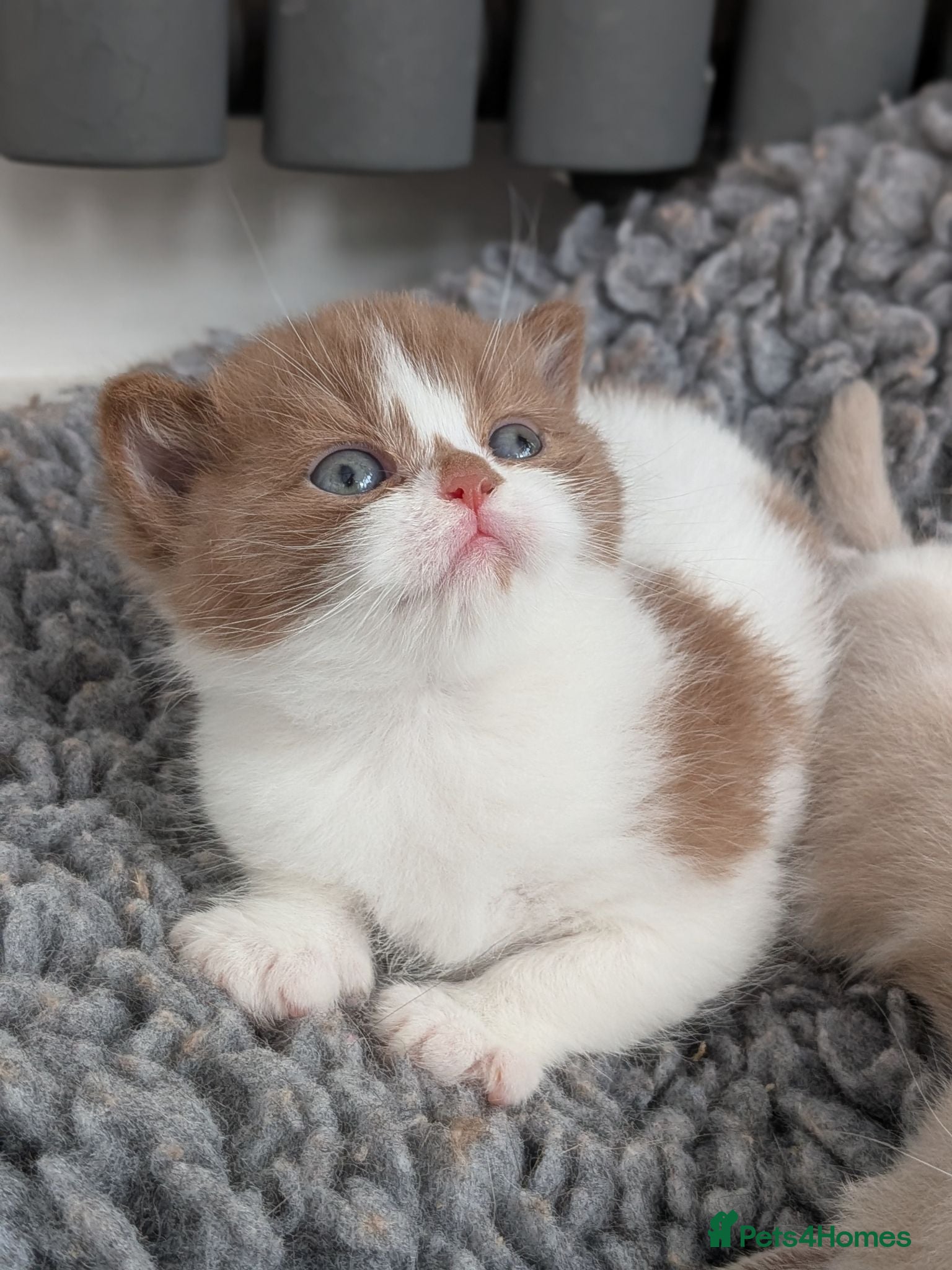 British Shorthair cats GCCF registered British Shorthair/ LH kittens  - Advert 1