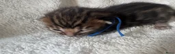 Bengal cats for sale: 5 Gorgeous Babies 🐾  in Southam - Advert 22