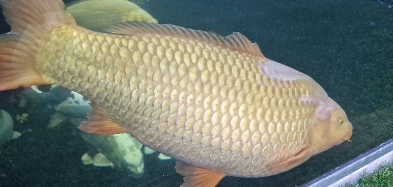Koi Carp fish Large Koi Carp for Sale – Approx. 20"  - Advert 1