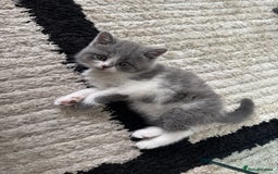 British Shorthair cats for sale: Pedigree British shorthair (Bi colour gene) in Birmingham - Image 9