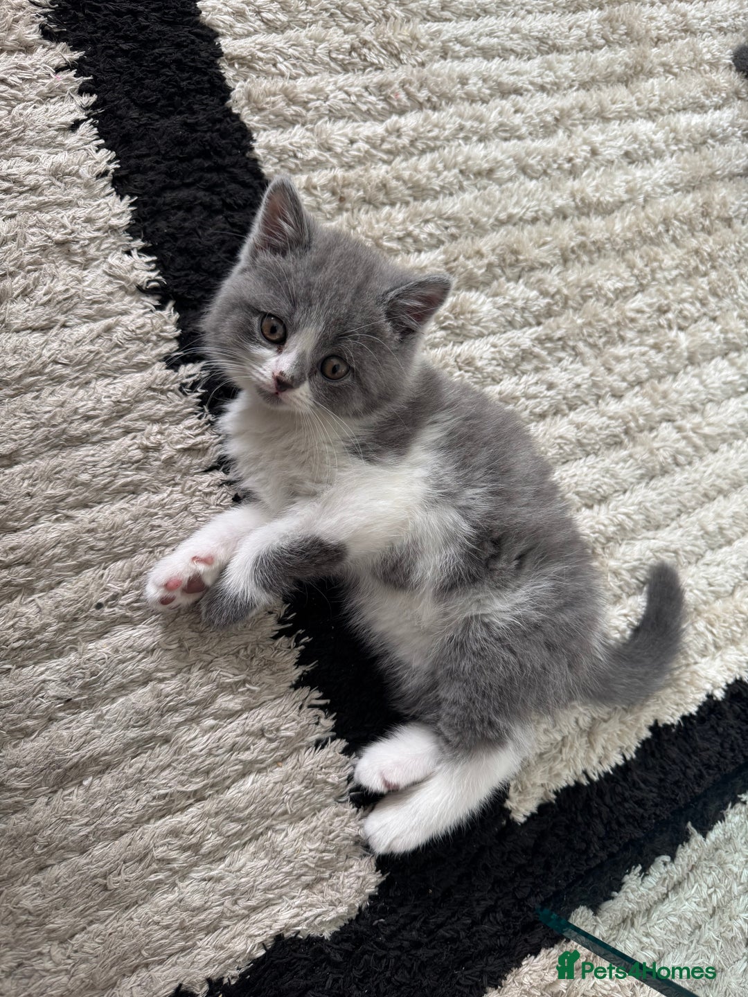 British Shorthair cats for sale: Pedigree British shorthair (Bi colour gene) in Birmingham - Image 9