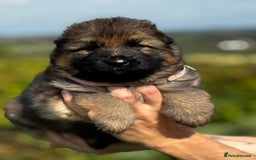 German Shepherd dogs for sale: ⭐️KC big bone GSD puppies ⭐️ - Image 6