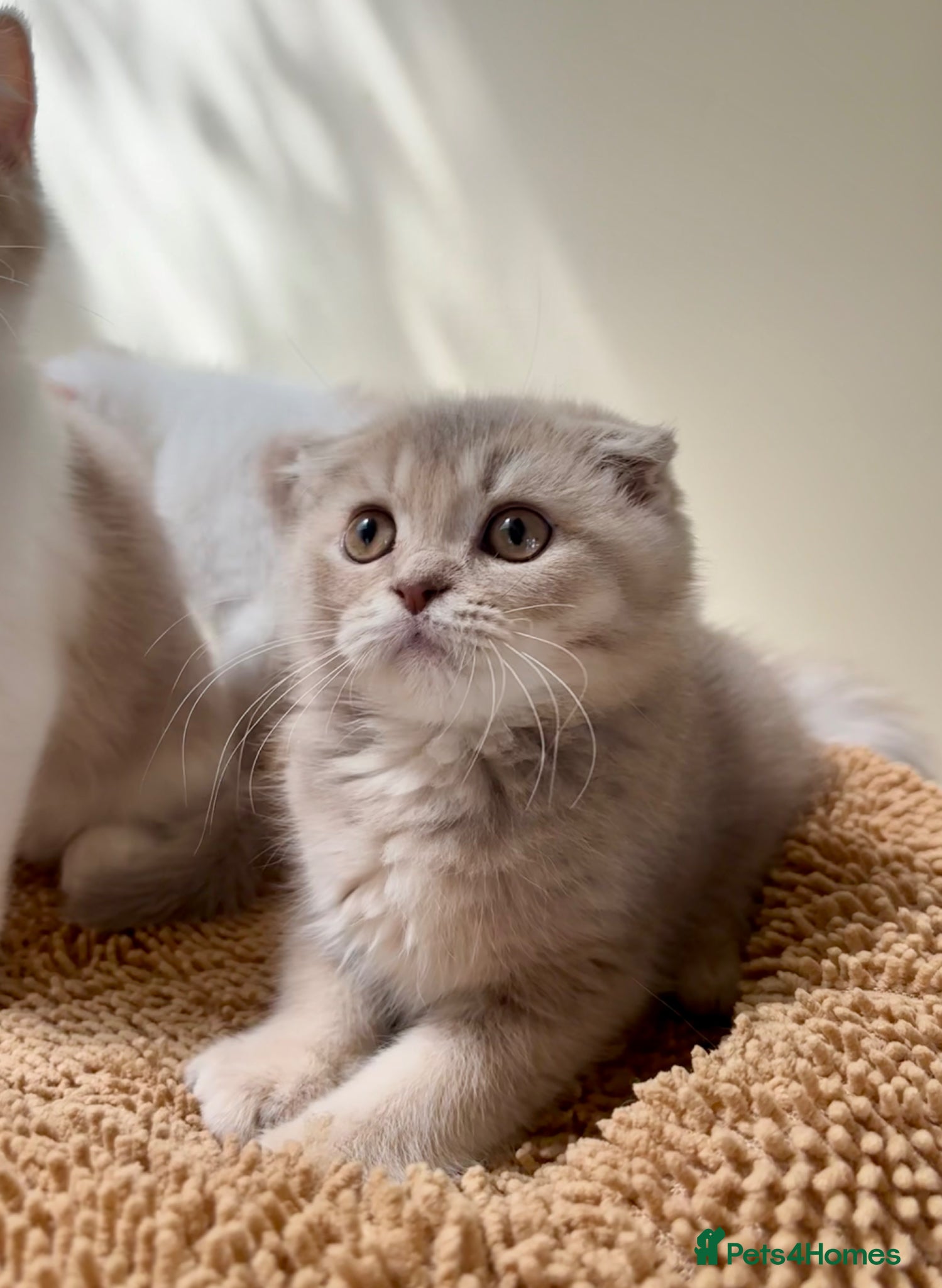 Scottish Fold cats for sale: Pedigree Adorable Scottish Fold Kittens  - Advert 5