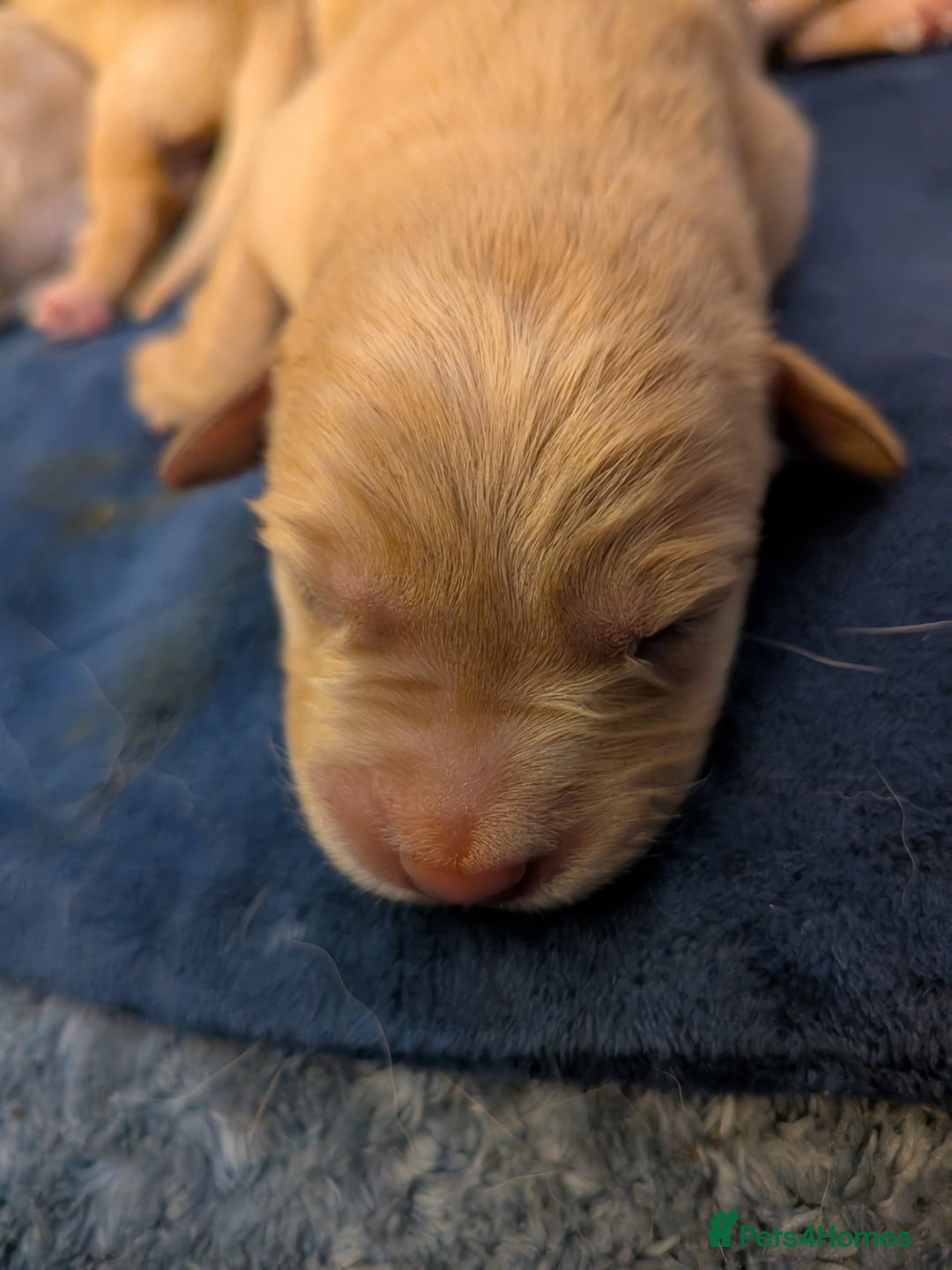 Goldador dogs for sale: Goldador puppies - all reserved  - Advert 6