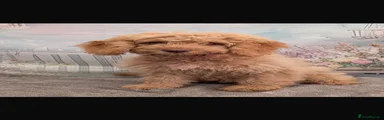 Cockapoo 2