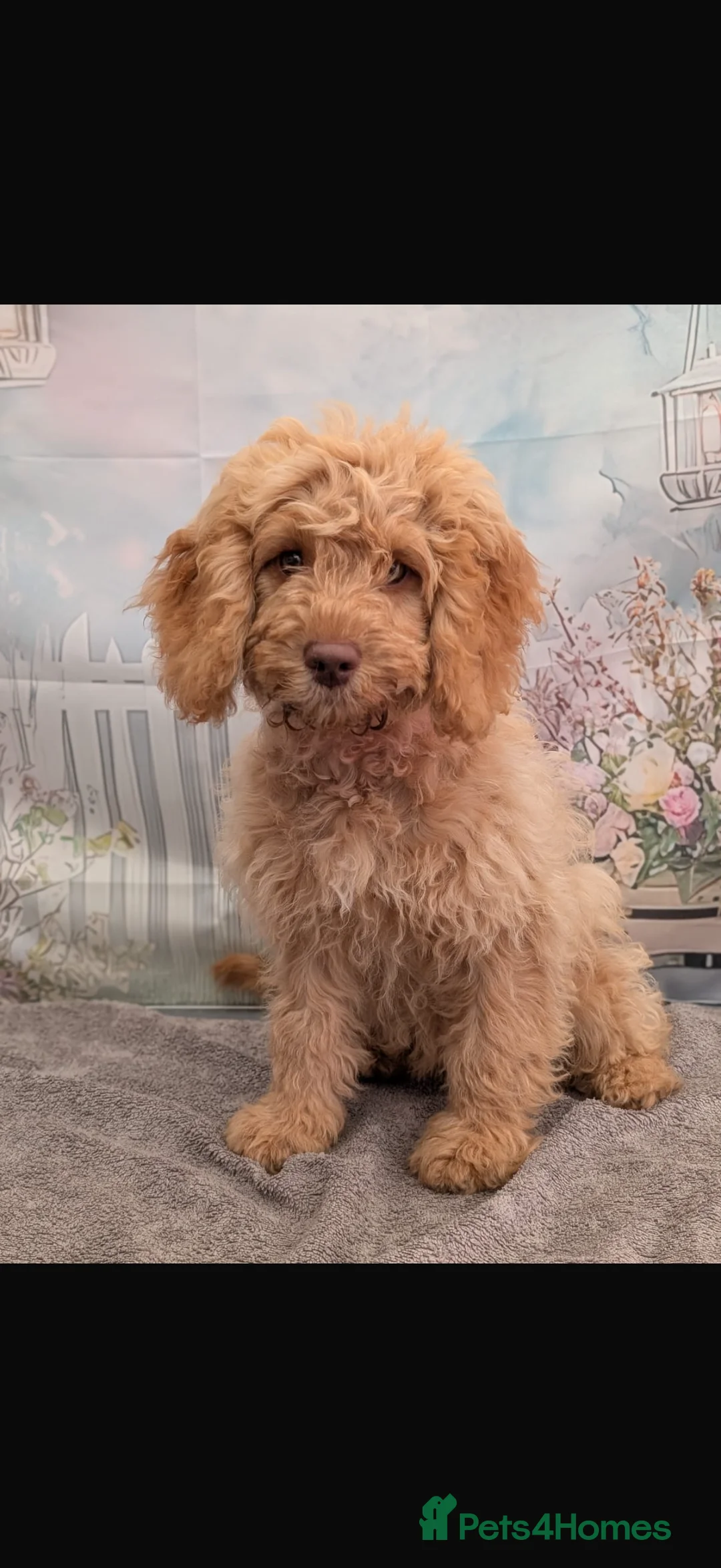 Cockapoo dogs for sale: Honey and Marley  in Lincoln - Advert 2