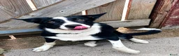 Border Collie dogs for sale: Benji the Border Collie in Ormskirk - Advert 2